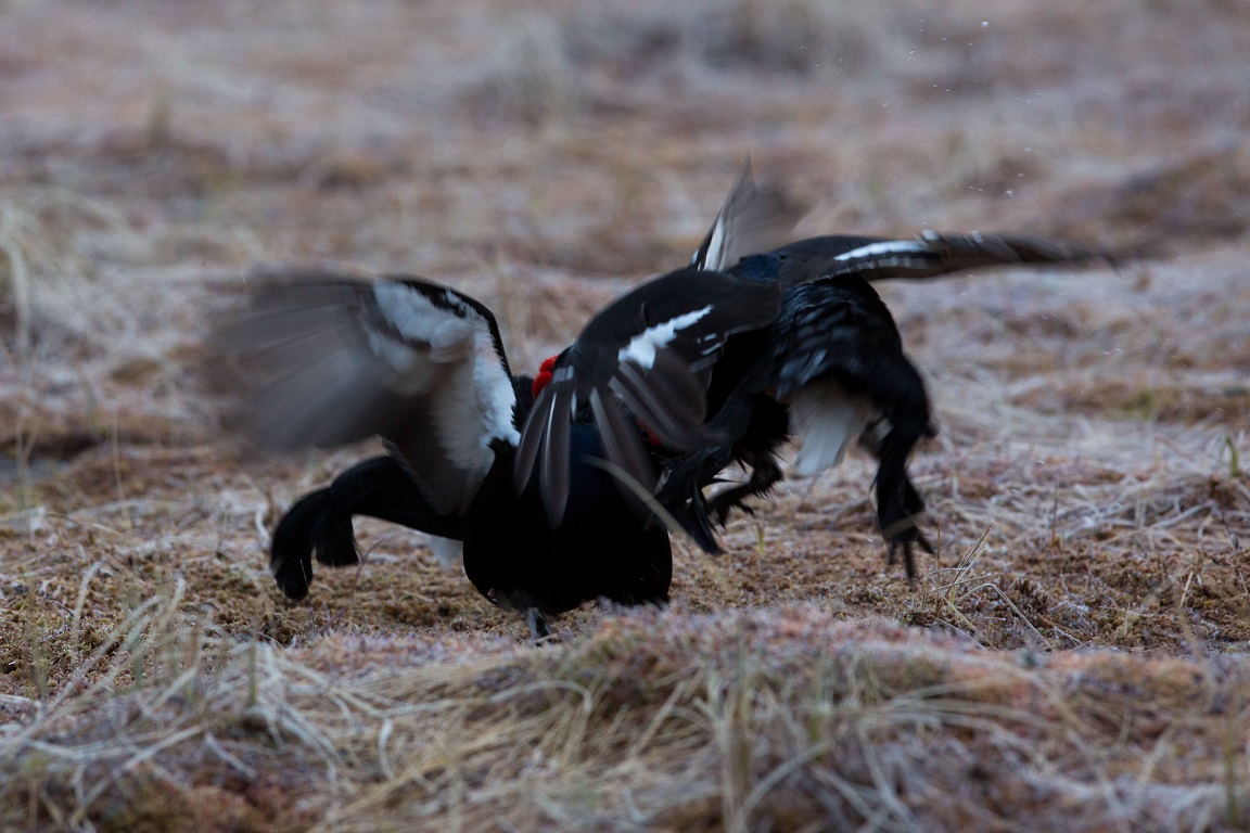 Orre, Black Grouse, Lyrurus tetrix