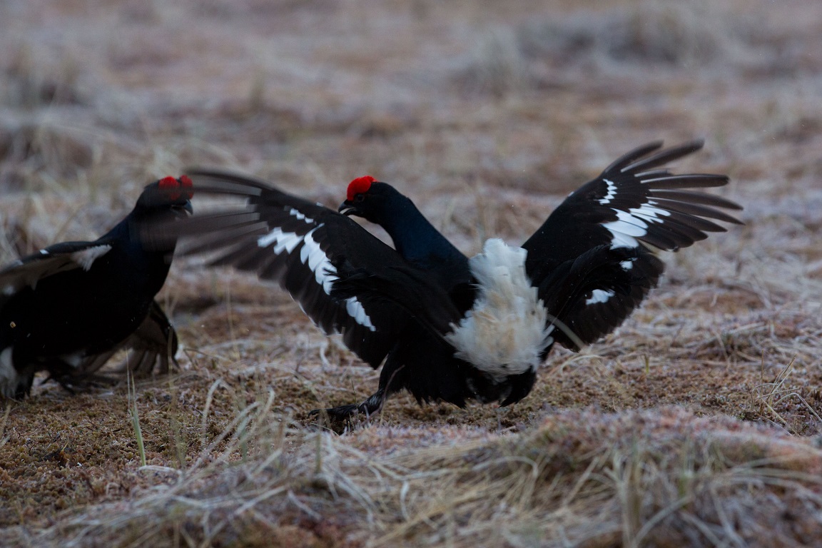 Orre, Black Grouse, Lyrurus tetrix