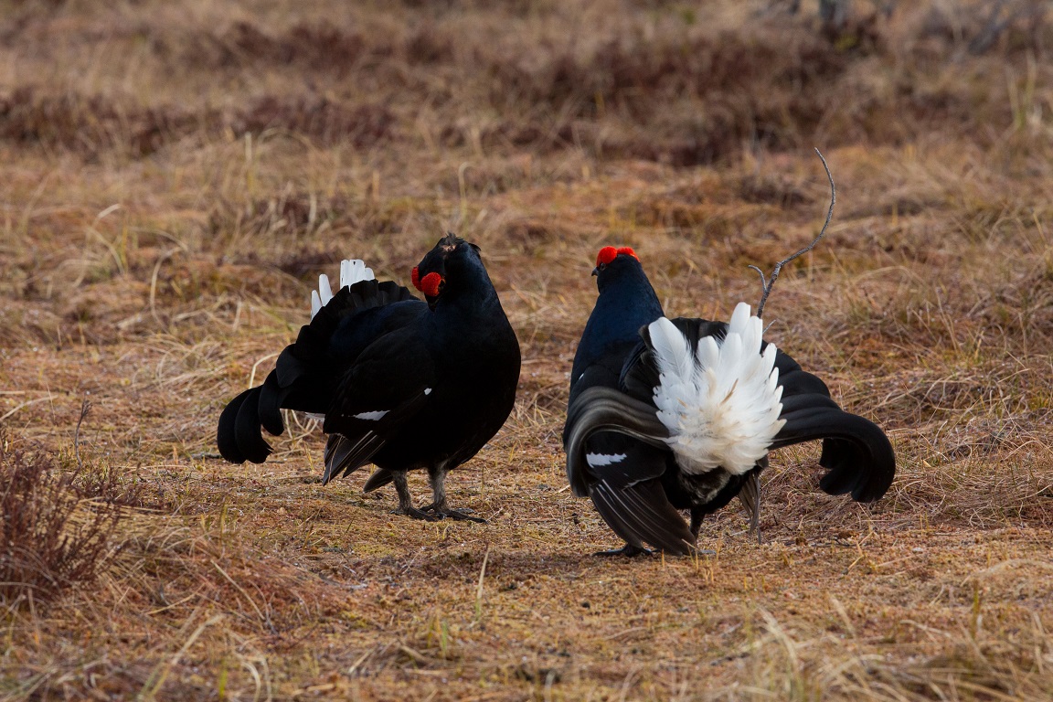 Orre, Black Grouse, Lyrurus tetrix