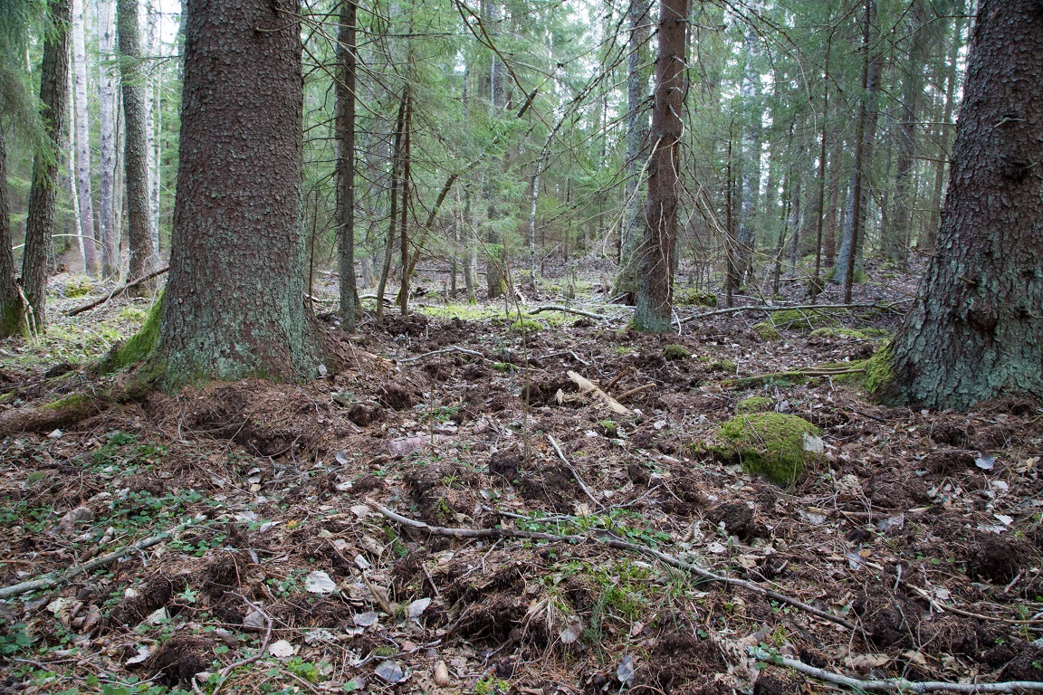 Spår av vildsvin