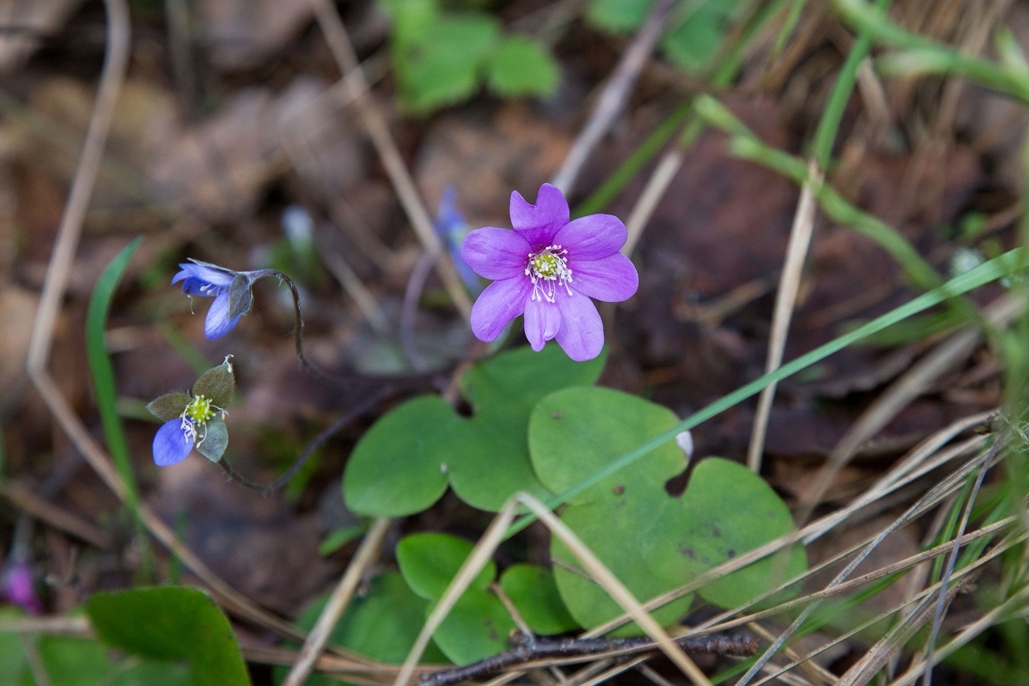 Blåsippa, Liverleaf, Anemone hepatica