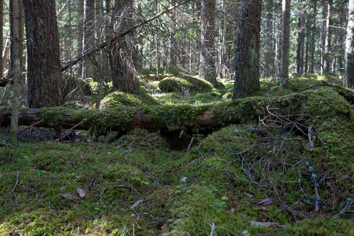 Frisk skog