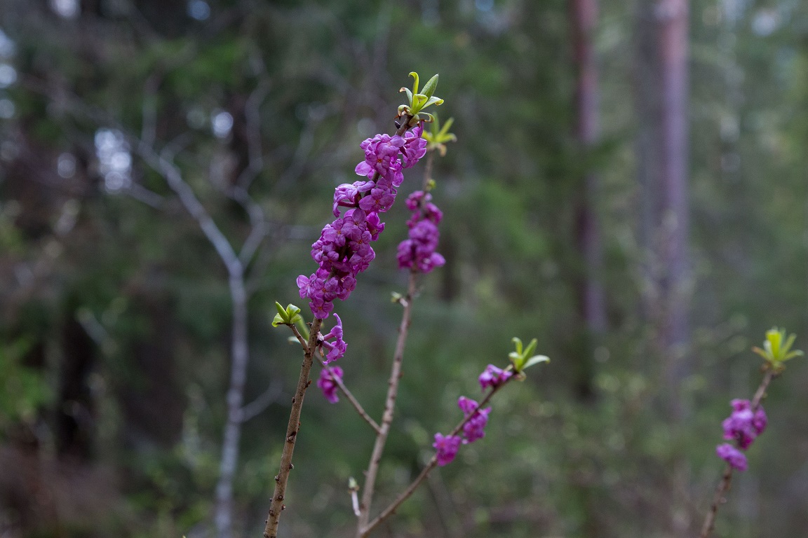 Tibast, February daphne, Daphne mezereum