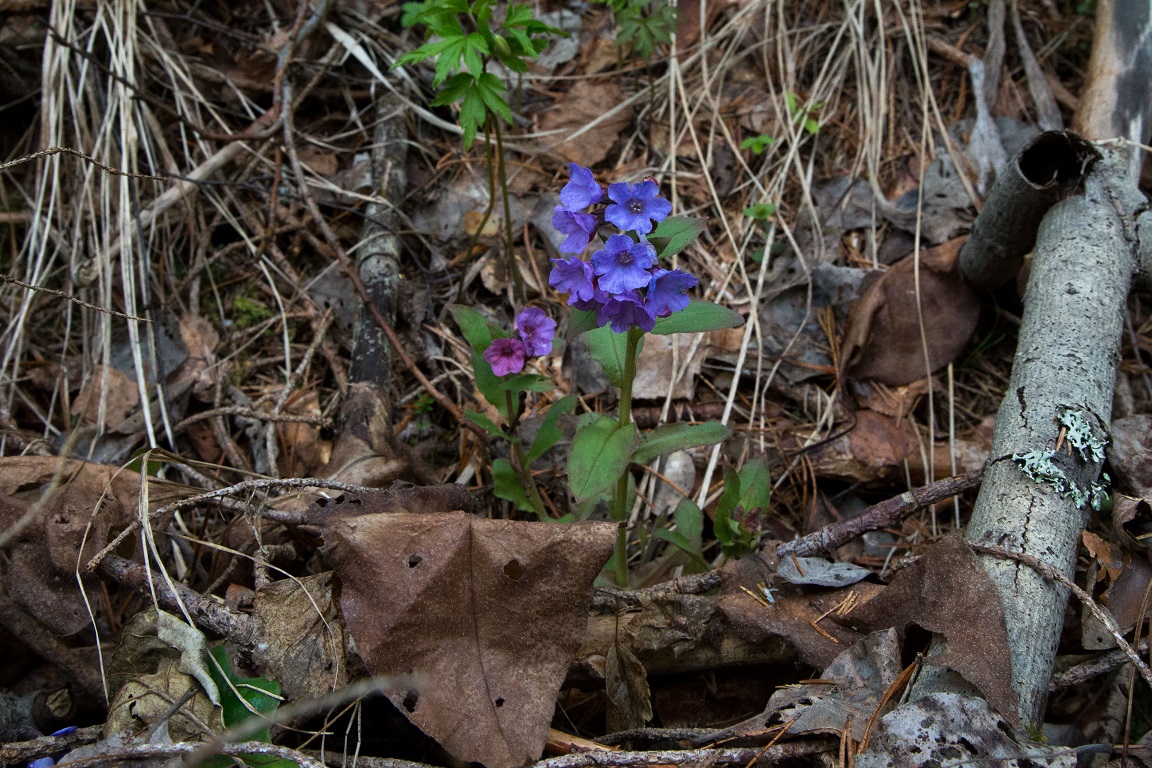 Lungört, Unspotted lungwort, Pulmonaria obscura Dumort.