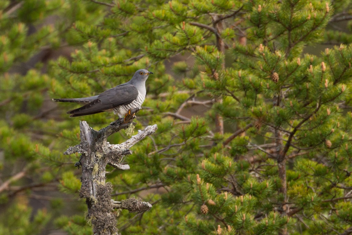 Gök, Common Cuckoo, Cuculus canorus