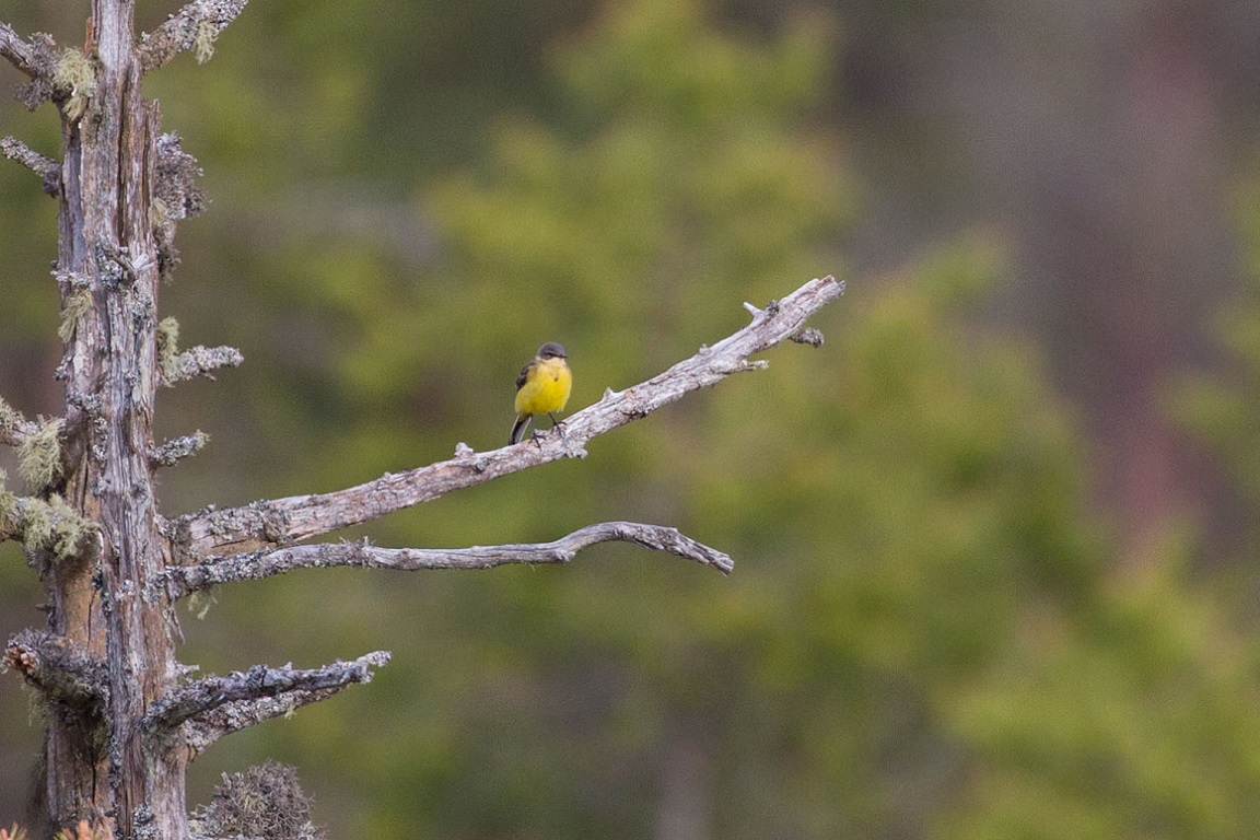 Gulärla, Western yellow wagtail, Motacilla flava