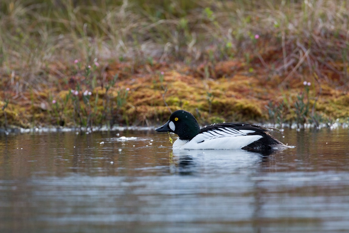 Knipa, Common goldeneye, Bucephala clangula