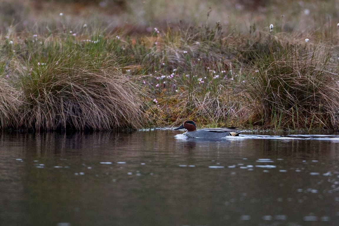 Kricka, Eurasian teal, Anas crecca