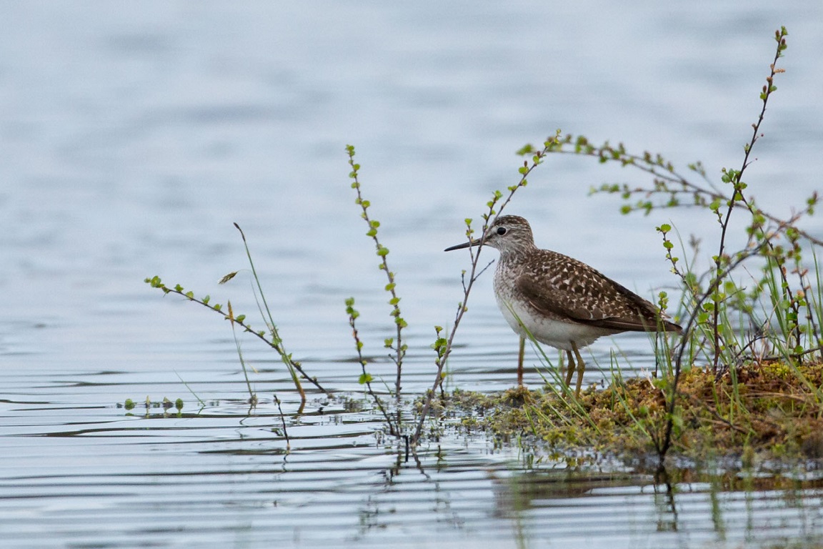 Grönbena, Wood sandpiper, Tringa glareola