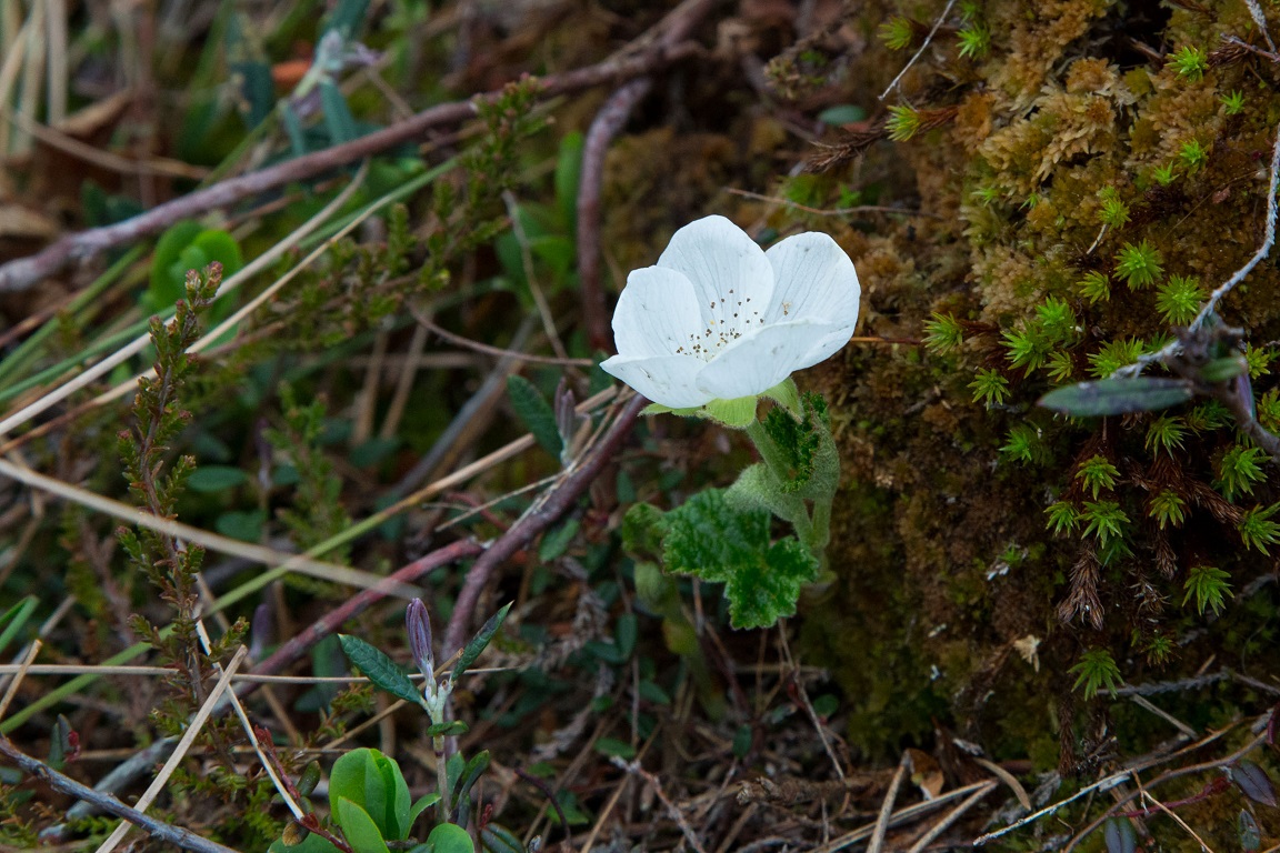 Hjortron, Cloudberry, Rubus chamaemorus