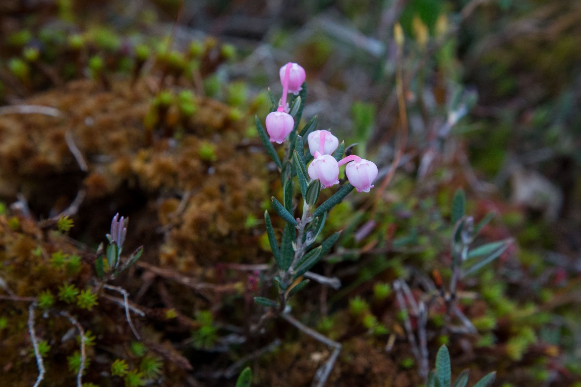Skvattram, Marsh Labrador Tea, Rhododendron tomentosum