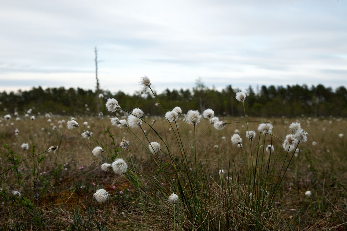 Tuvull, Hare's-tail Cottongrass, Eriophorum vaginatum L.