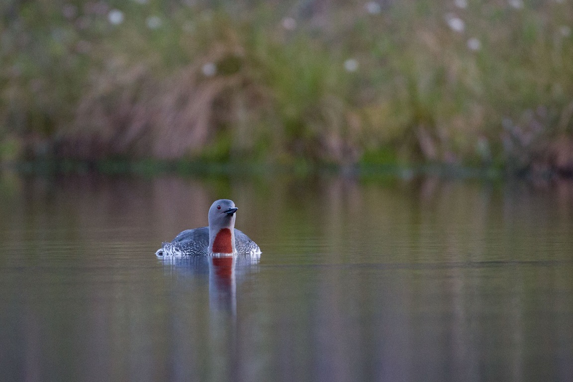 Smålom, Red-throated diver, Gavia stellata