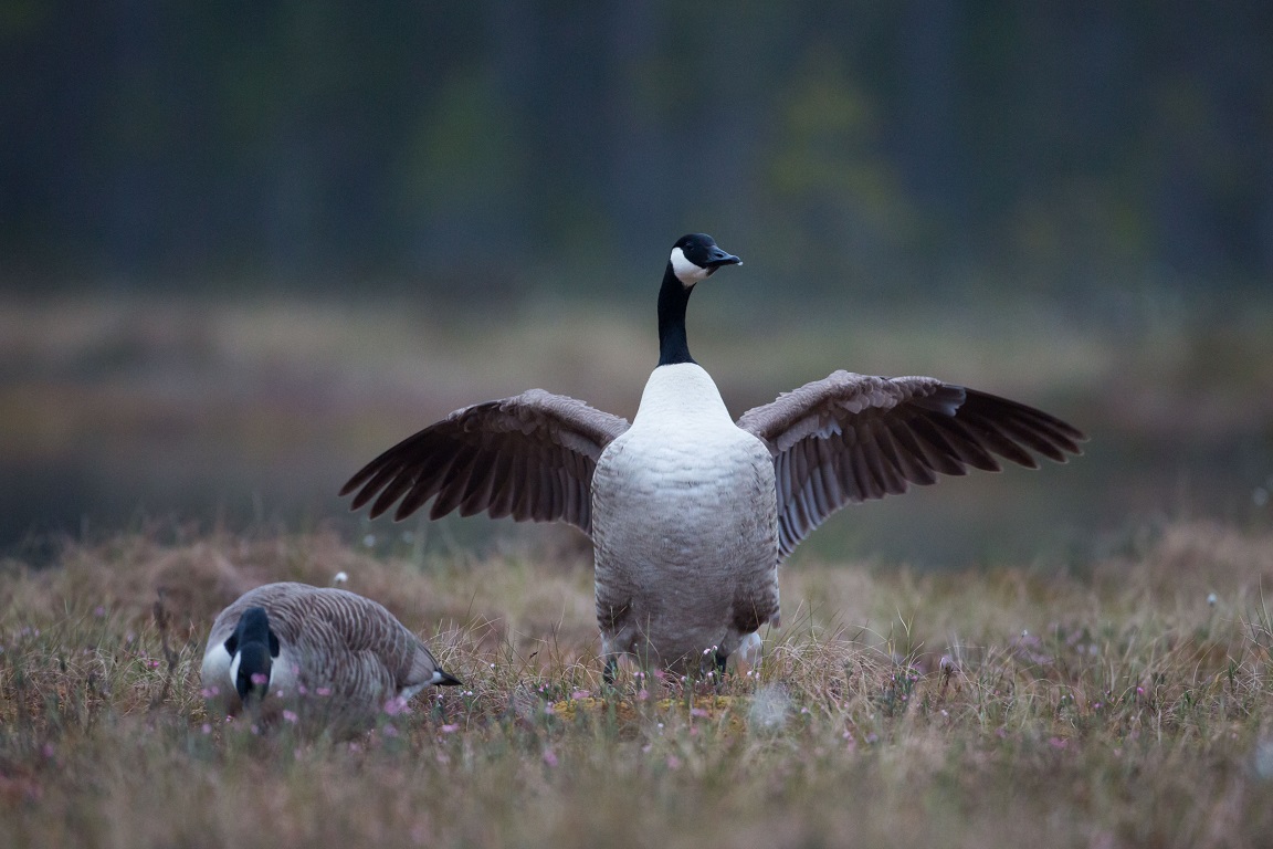 Kanadagås, Canada Goose, Branta canadensis