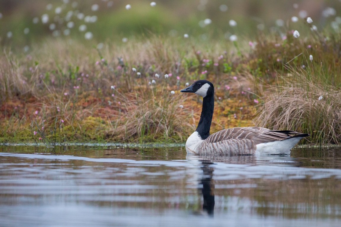 Kanadagås, Canada Goose, Branta canadensis