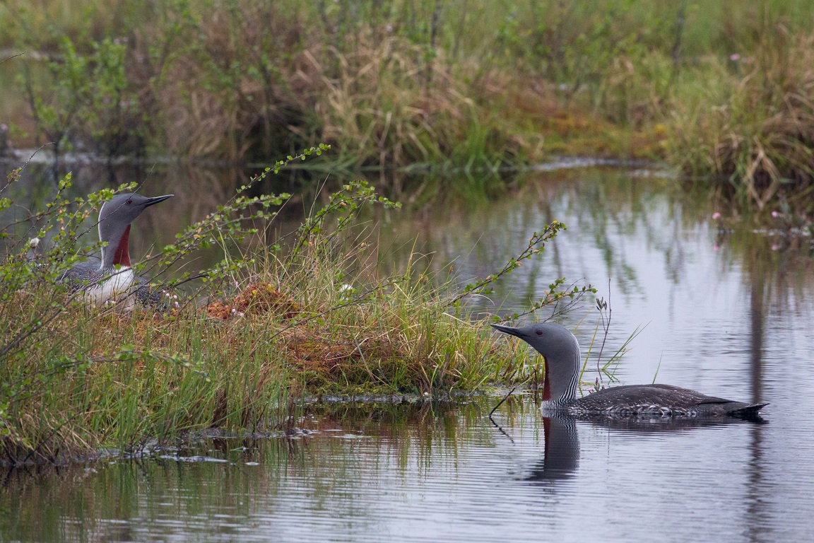 Smålom, Red-throated diver, Gavia stellata