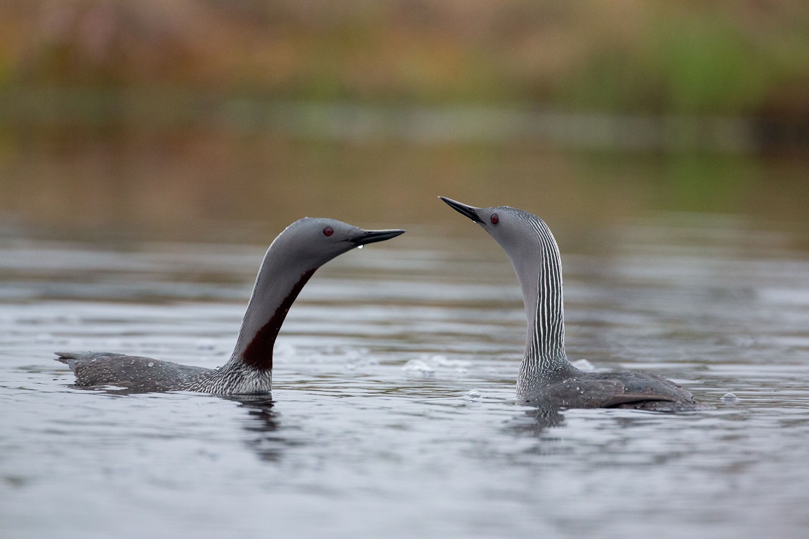 Smålom, Red-throated diver, Gavia stellata