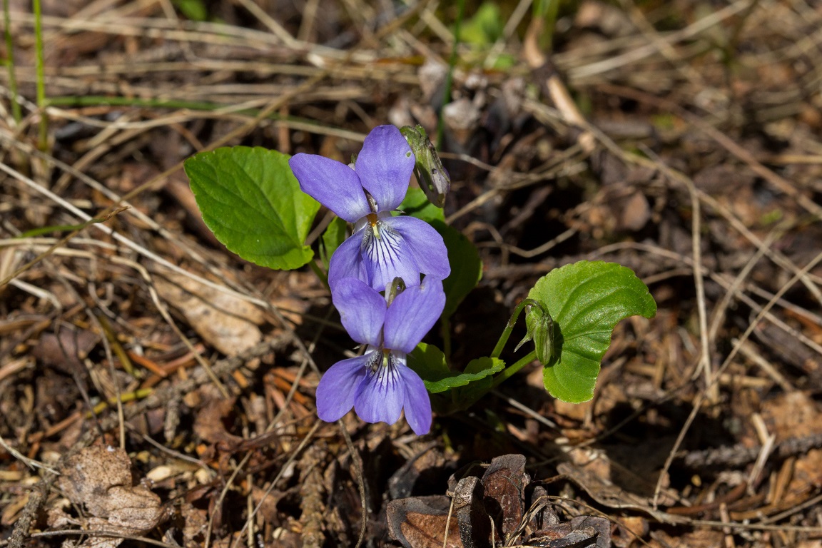 Skogsviol, Common dog-violet, Viola riviniana