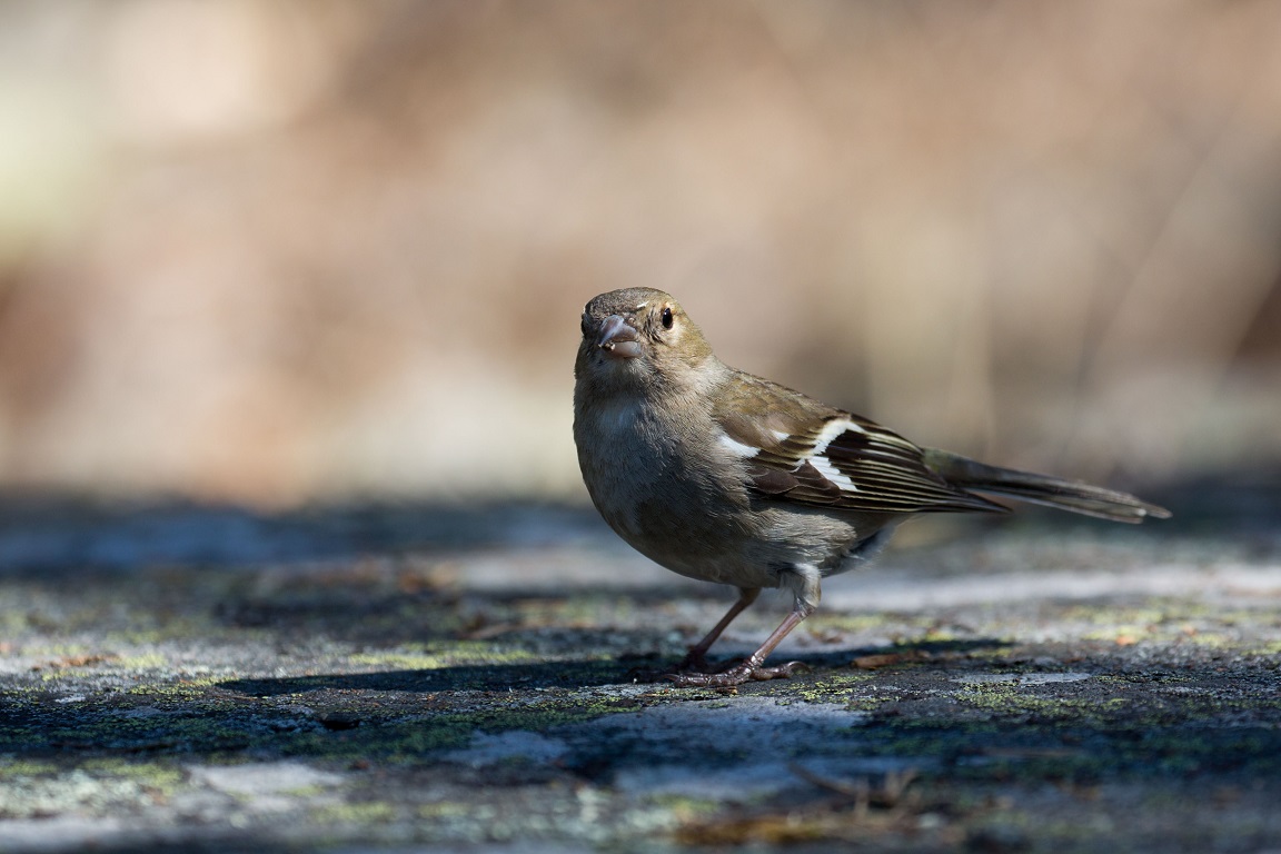 Bofink, Common Chaffinch, Fringilla coelebs