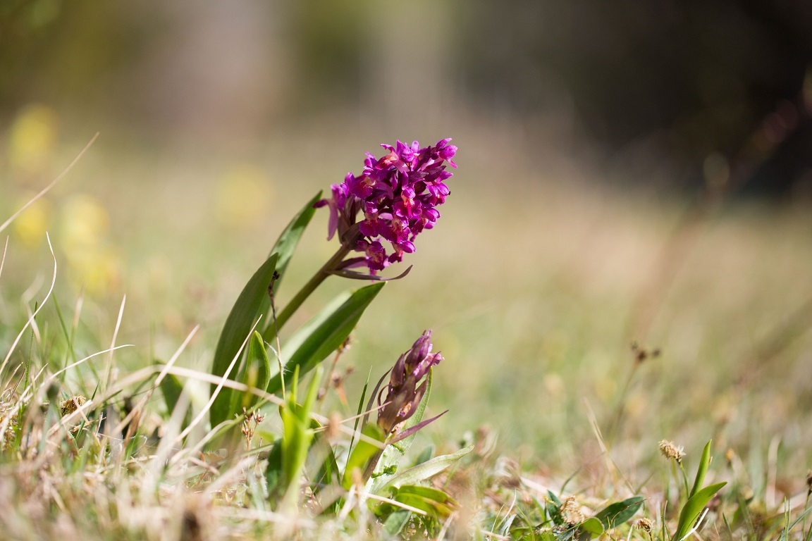 Adam och Eva, The Broad-Leafed Dactylorhiza, Dactylorhiza latifolia (L.) Soó