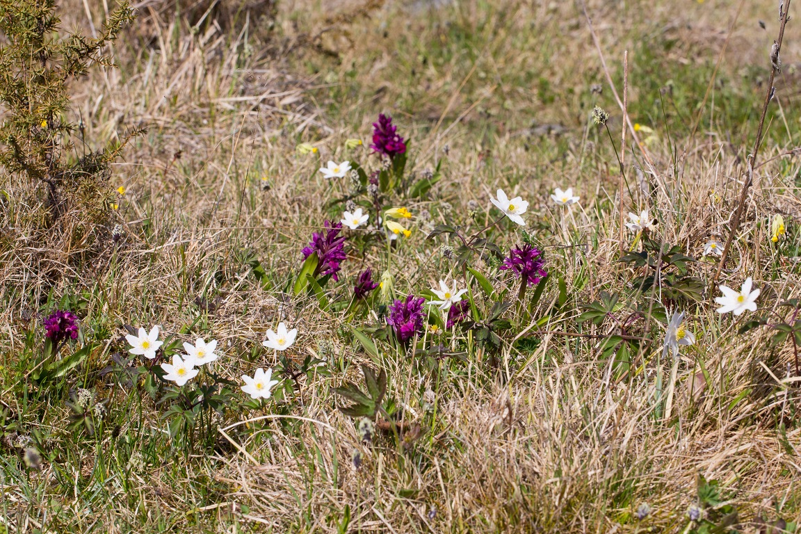 Blivande blomsterängar