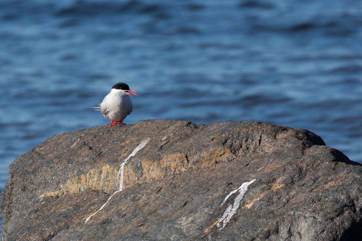 Fisktärna, Common Tern, Sterna hirundo