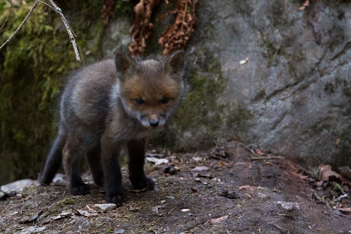 Räv, Fox, Vulpes vulpes