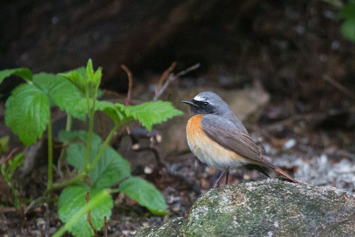 Rödstjärt, Common redstart, Phoenicurus phoenicurus 