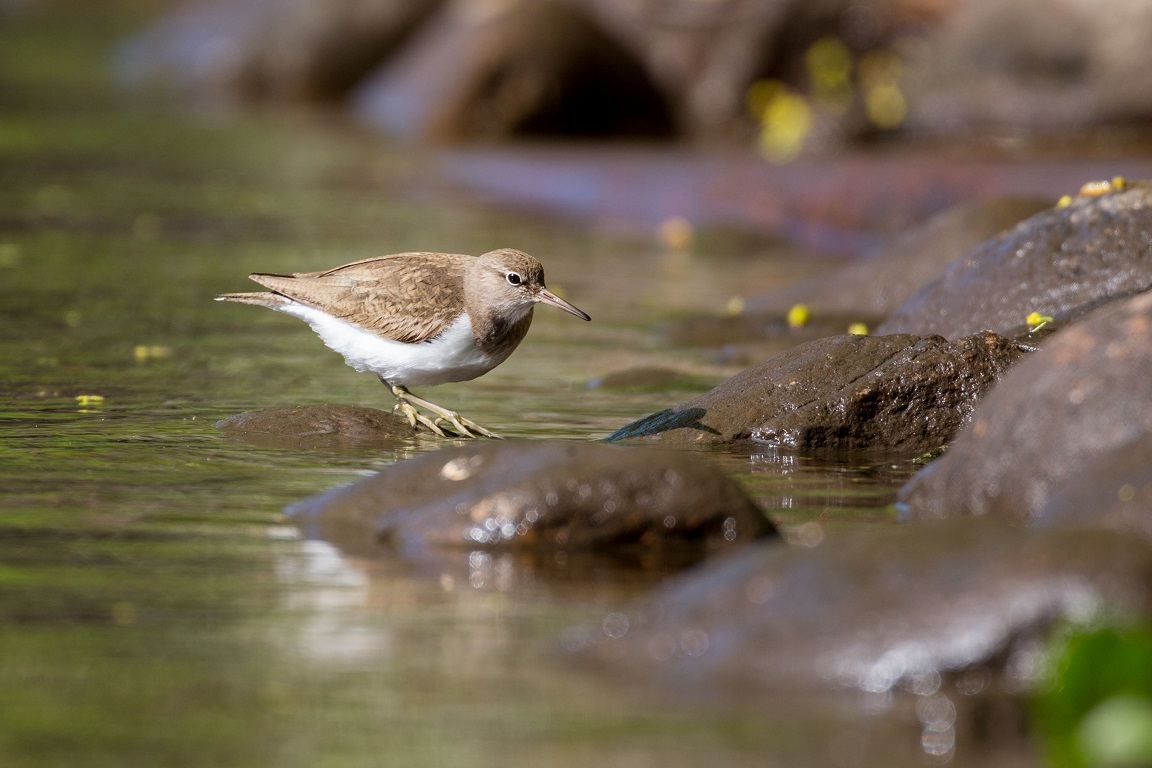 Drillsnäppa, Common sandpiper, Actitis hypoleucos