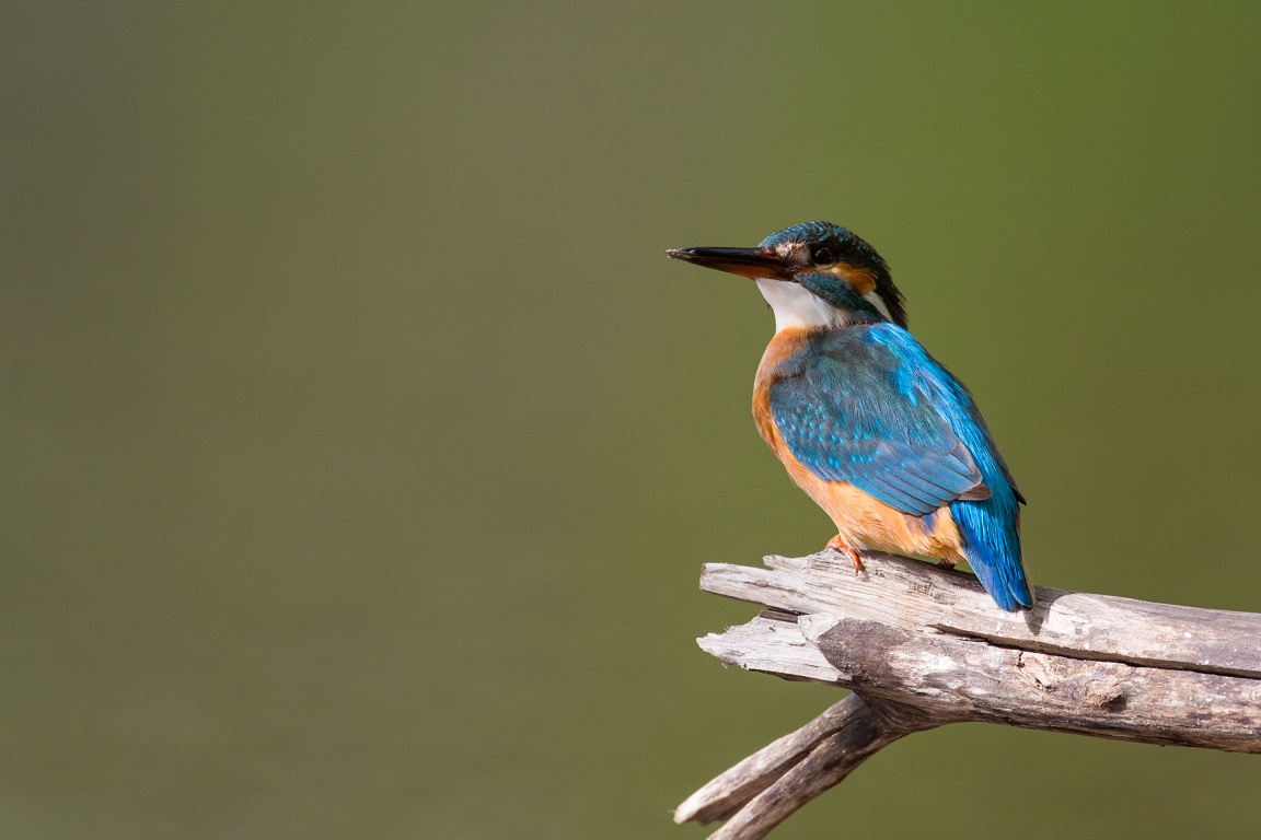 Kungsfiskare, Common kingfisher, Alcedo atthis