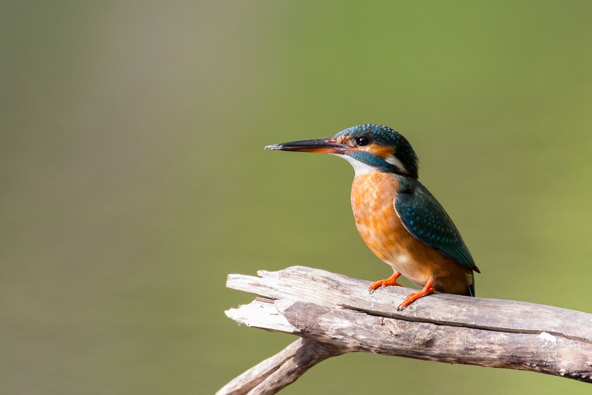 Kungsfiskare, Common kingfisher, Alcedo atthis