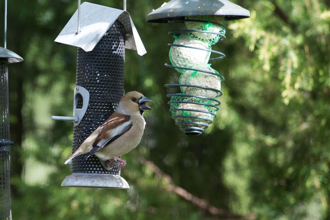 Stenknäck, Hawfinch, Coccothraustes coccothraustes