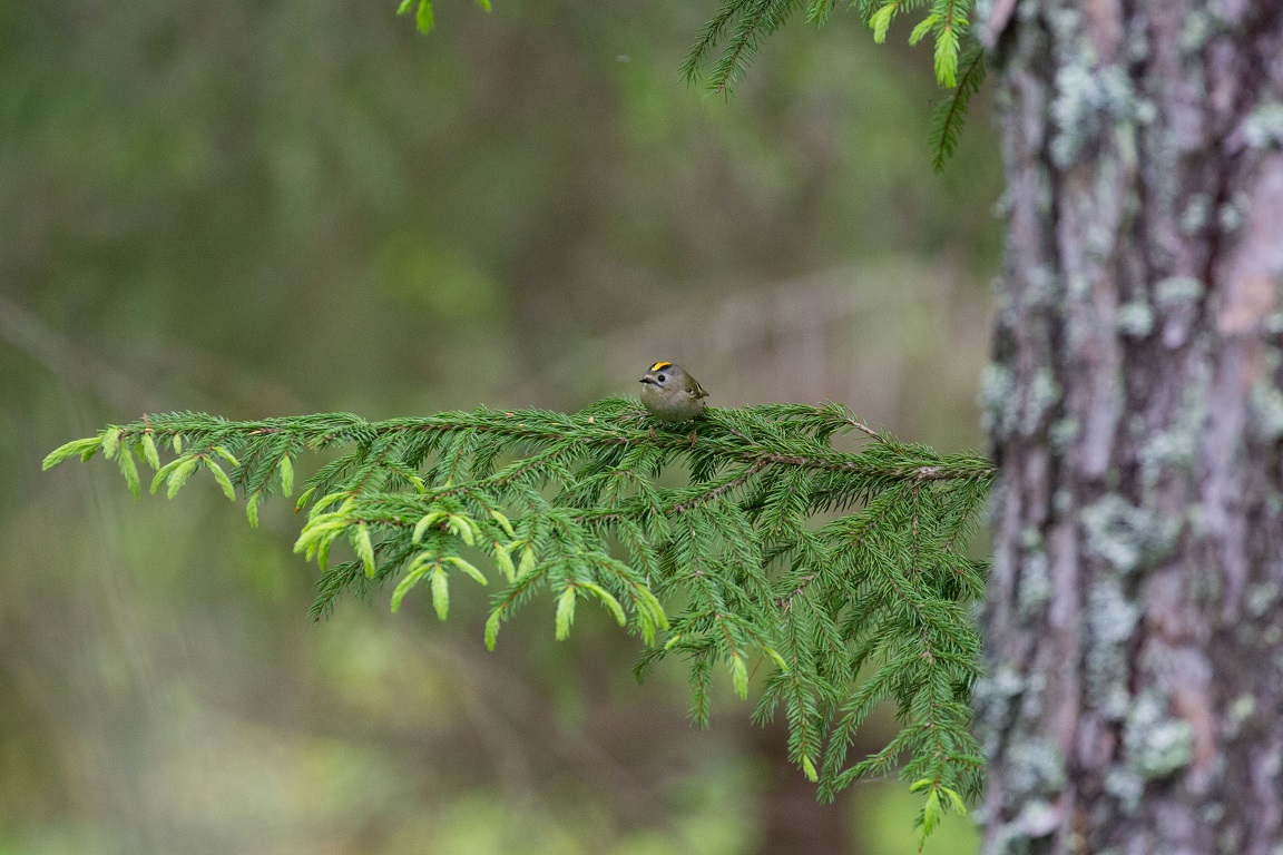 Kungsfågel, Goldcrest, Regulus regulus