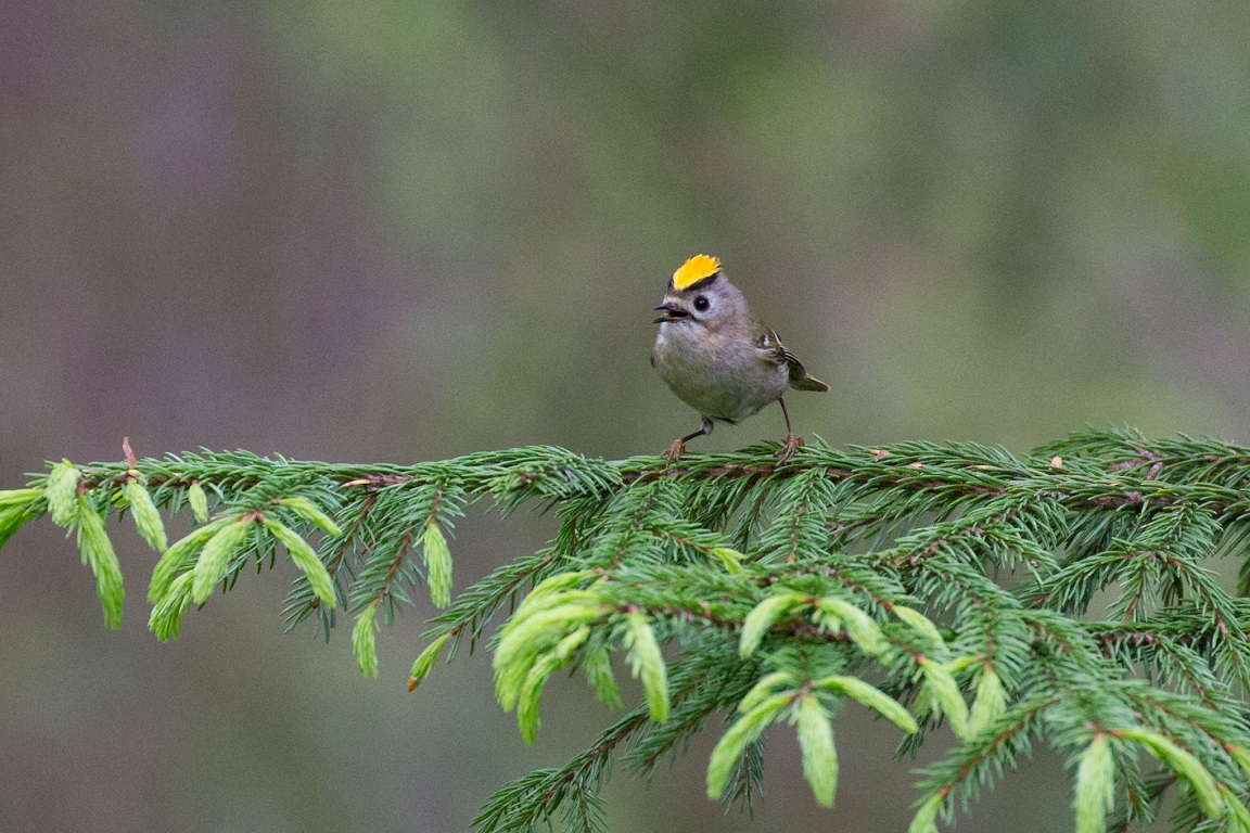 Kungsfågel, Goldcrest, Regulus regulus