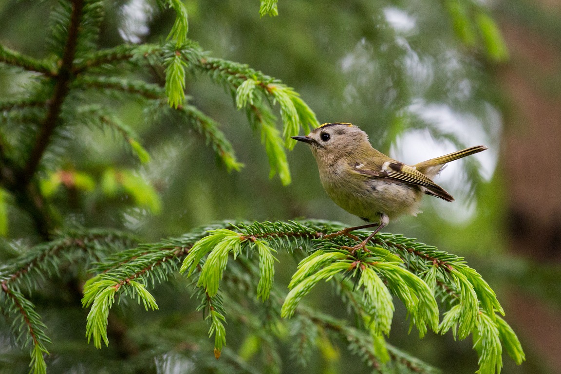 Kungsfågel, Goldcrest, Regulus regulus