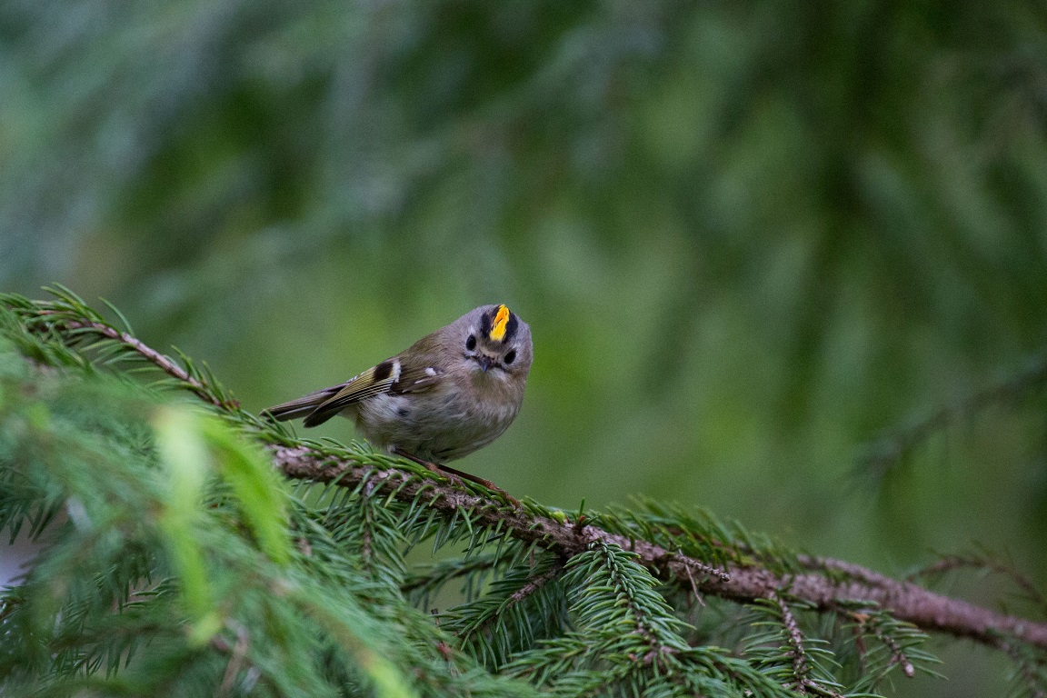 Kungsfågel, Goldcrest, Regulus regulus