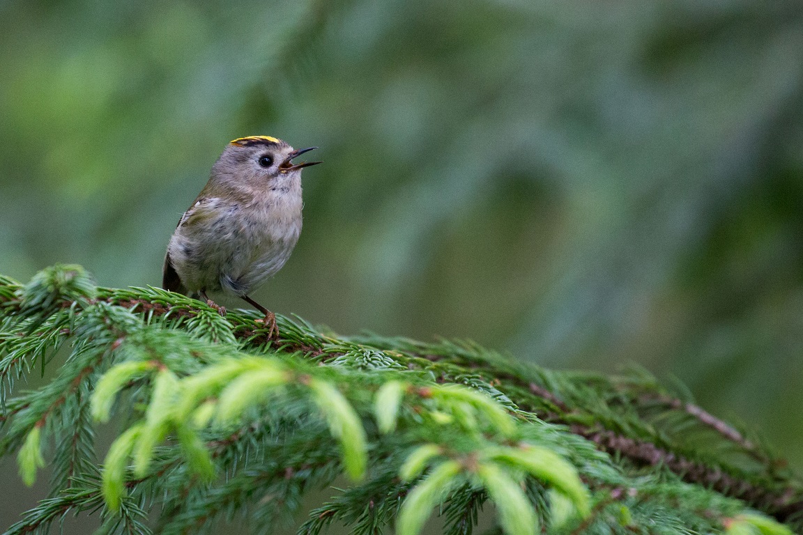 Kungsfågel, Goldcrest, Regulus regulus