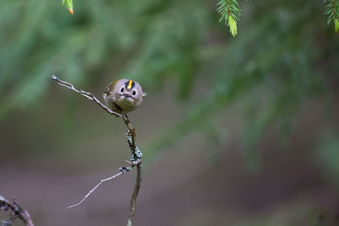 Kungsfågel, Goldcrest, Regulus regulus