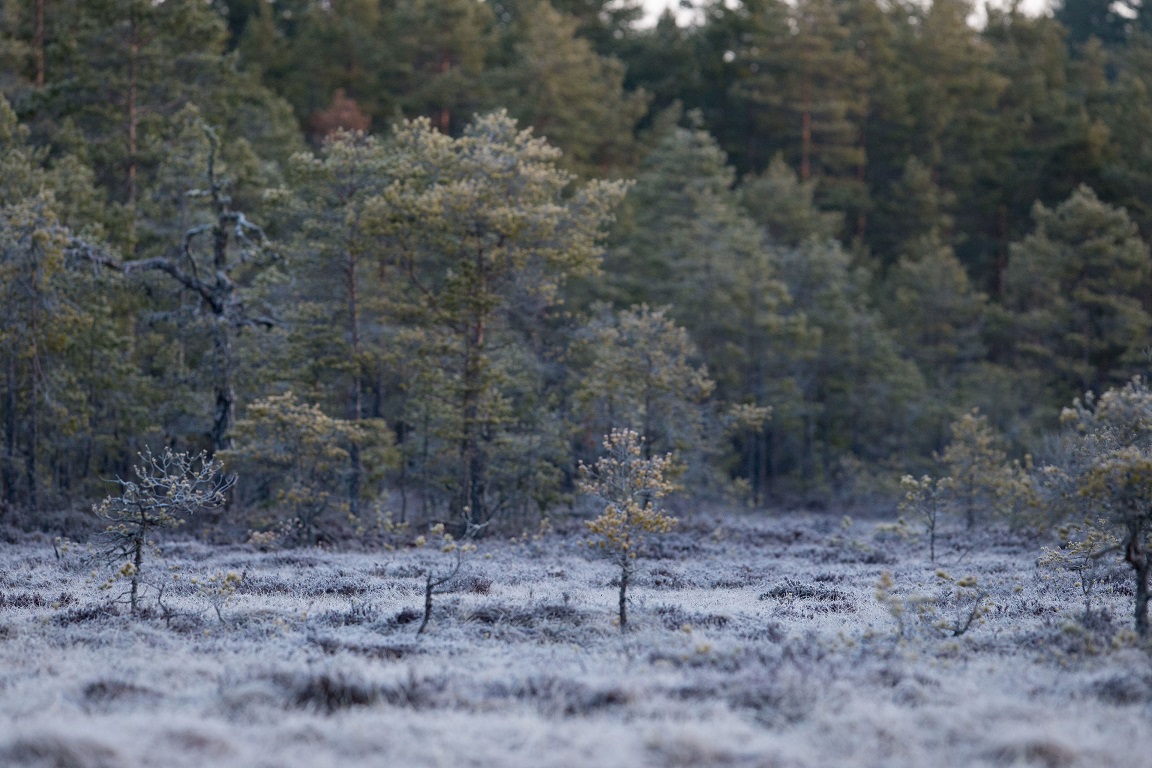 Jag tittar ut över en frostbelagd myr utan orrar