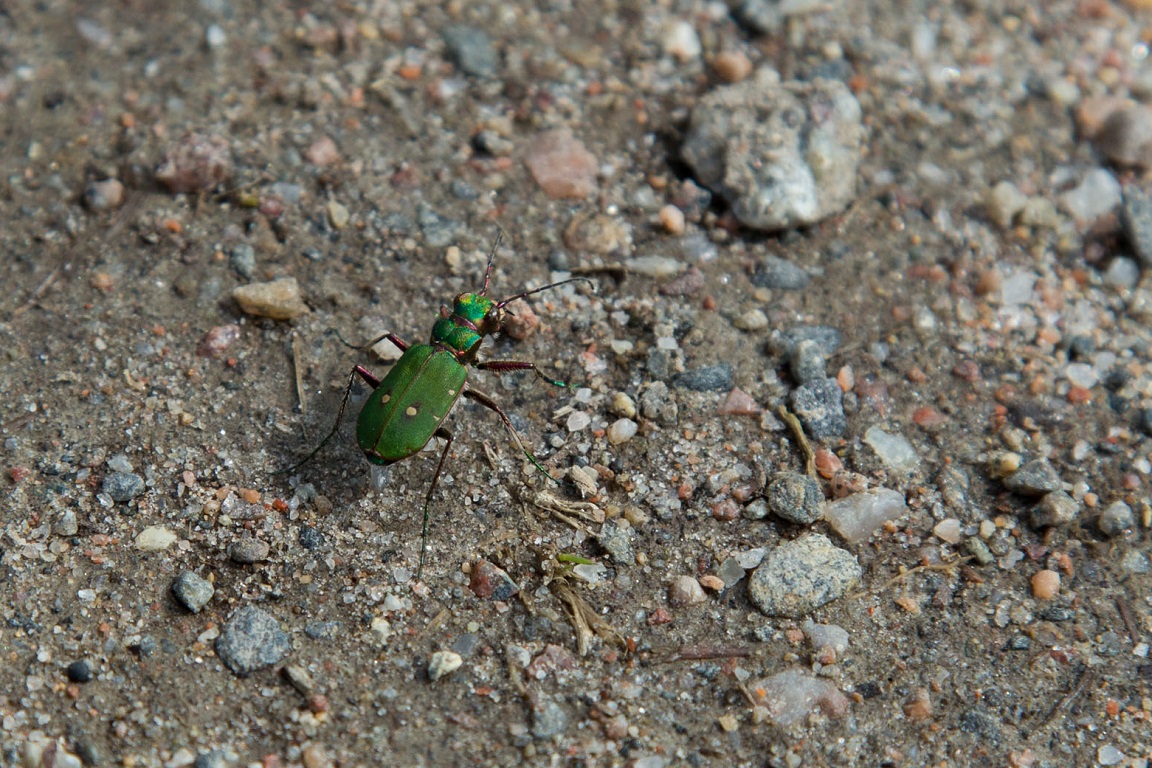 Grön sandjägare, Green tiger beetle, Cicindela campestris