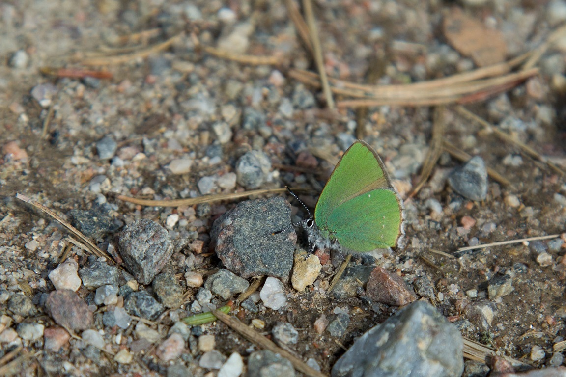 Grönsnabbvinge, Green Hairstreak, Callophrys rubi