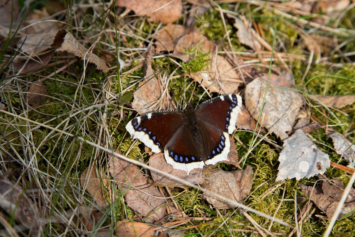 Sorgmantel, Mourning Cloak, Nymphalis a. antiopa