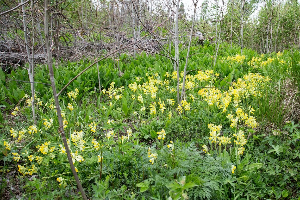 Gullviva, Cowslip, Primula veris