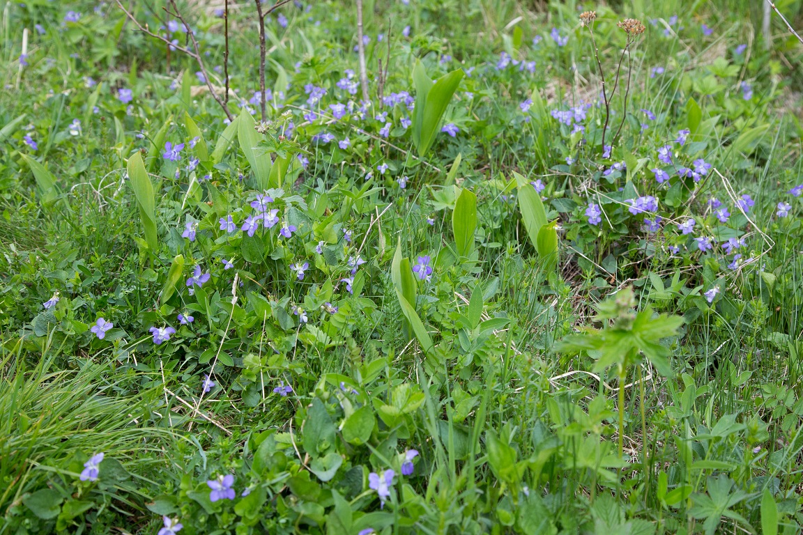 Skogsviol, Common dog-violet, Viola riviniana