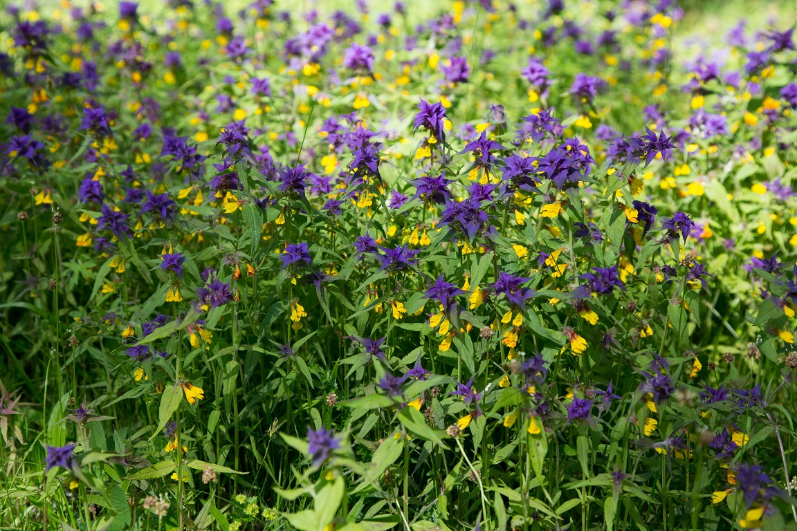 Lundkovall, Wood Cow-wheat, Melampyrum nemorosum