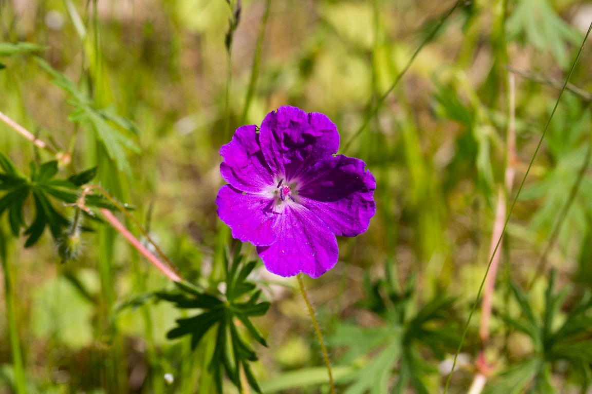 Blodnäva, Bloody crane's-bill, Geranium sanguineum 