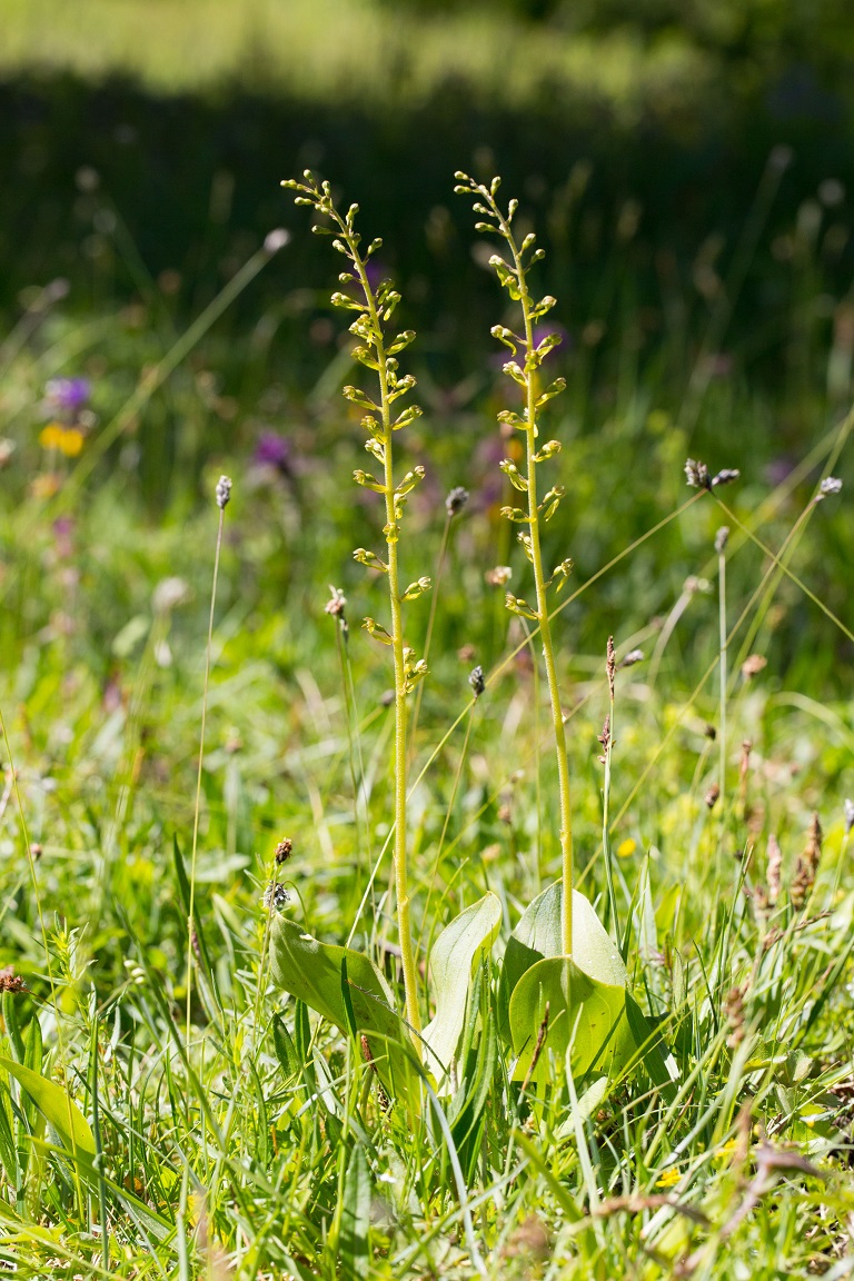 Tvåblad, Common Twayblade, Neottia ovata