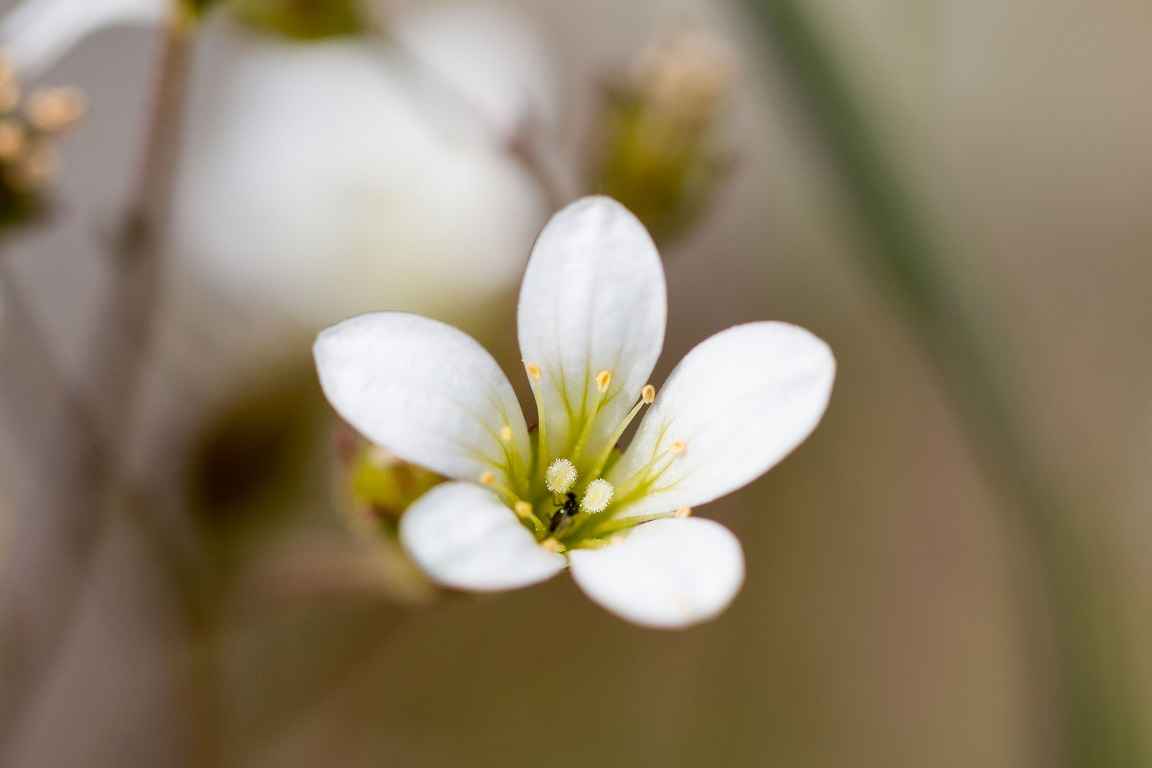 Mandelblom, Meadow saxifrage, Saxifraga granulata 