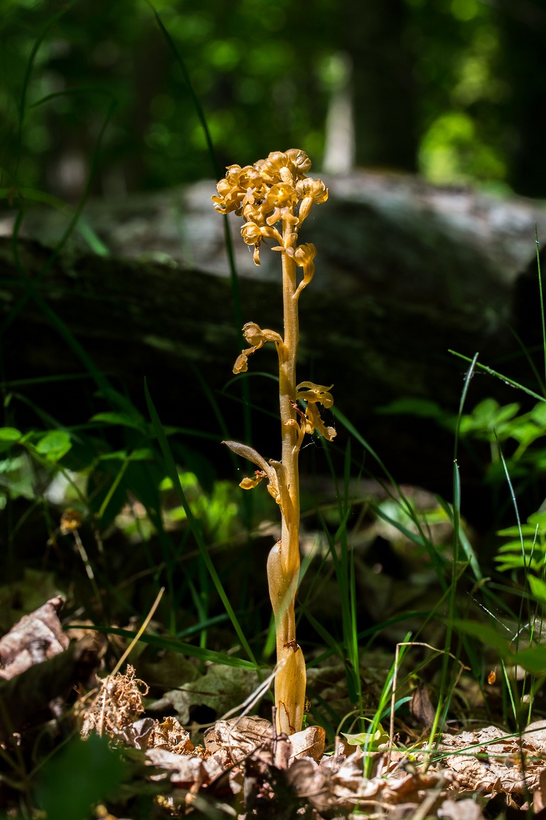 Nästrot, Bird's-nest Orchid, Neottia nidus-avis