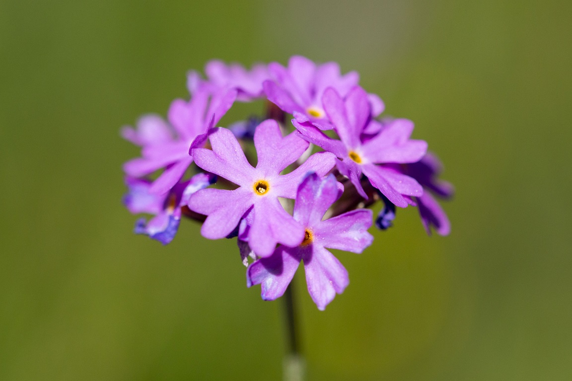 Majviva, Birds eye primrose, Primula farinosa